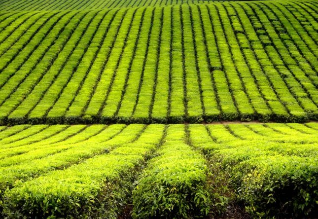 La FAO exhorte l'Europe à soutenir la nutrition et l'agriculture durable