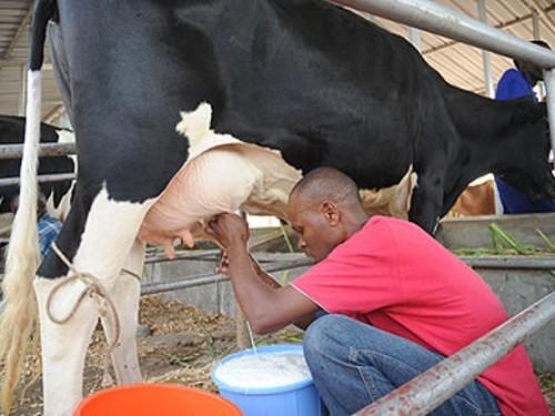 Afrique du Sud: L’augmentation des prix du lait cru ne parvient pas à contenir l’exode des producteurs