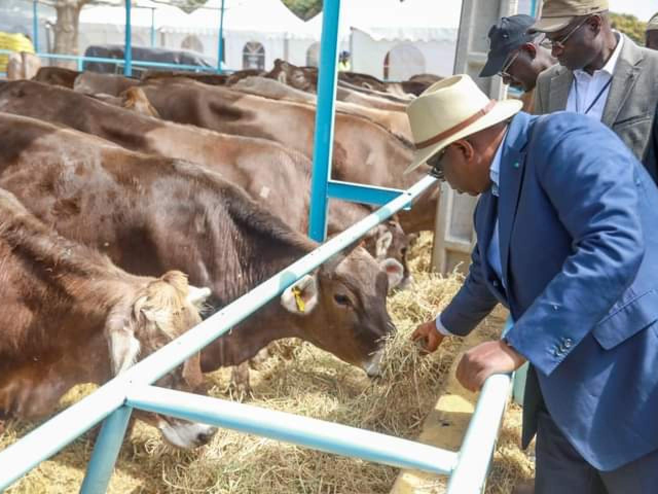 Production laitière : Macky Sall réceptionne 1200 génisses gestantes Production laitière : Macky Sall réceptionne 1200 génisses gestantes