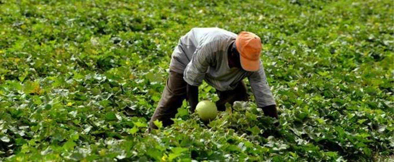 Développement de l’agriculture en Afrique : Le Coraf organise un atelier de planification du Pddaa du 22 au 24 février