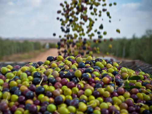 La Tunisie s’attend à une production exceptionnelle d’huile d’olive au terme de la campagne 2014/2015