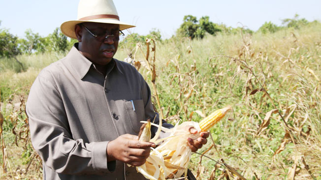 Autosuffisance en riz: Bakel sera au rendez-vous en 2017, assure Macky Sall Autosuffisance en riz: Bakel sera au rendez-vous en 2017, assure Macky Sall