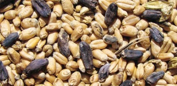 Les semences certifiées font le bonheur des paysans du Bassin arachidier