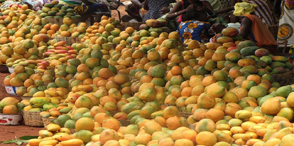 La mangue sénégalaise se vend bien avec avec un chiffre d’affaire de 20 milliards cette année
