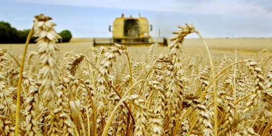 Afrique: 2014, une année record pour la production mondiale de céréales, selon la FAO