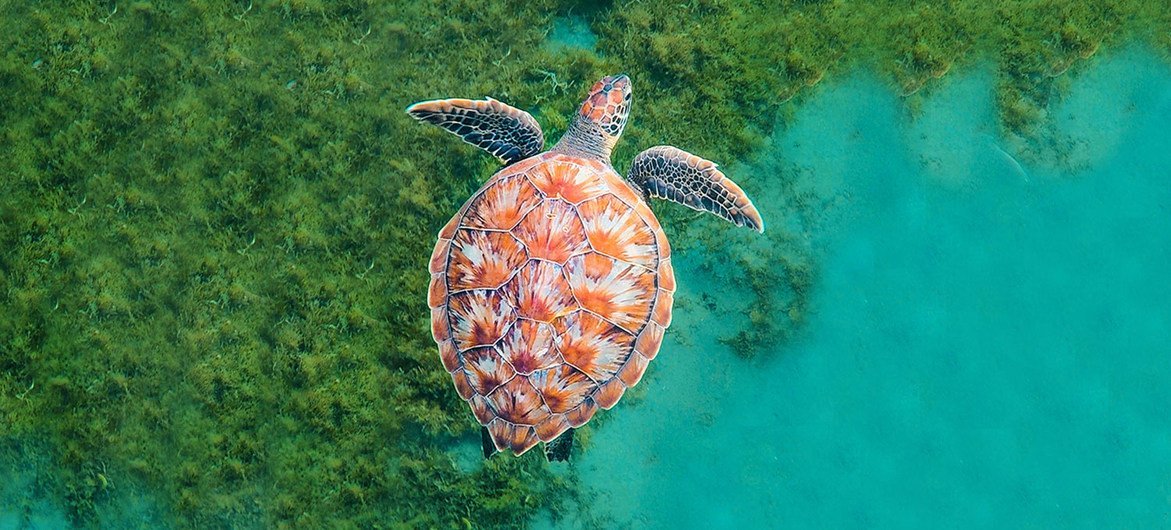 Coral Reef Image Bank/Michele Roux Une tortue nage dans l'océan en Martinique, dans les Caraïbes.