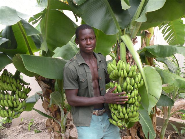 Sénégal : le gouvernement est interpellé par les producteurs de bananes