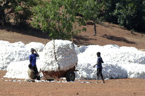 Le Mali veut produire 800 000 tonnes de coton par an d’ici 2018