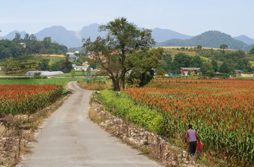 Afrique: La production céréalière mondiale - En hausse mais pas dans les pays pauvres