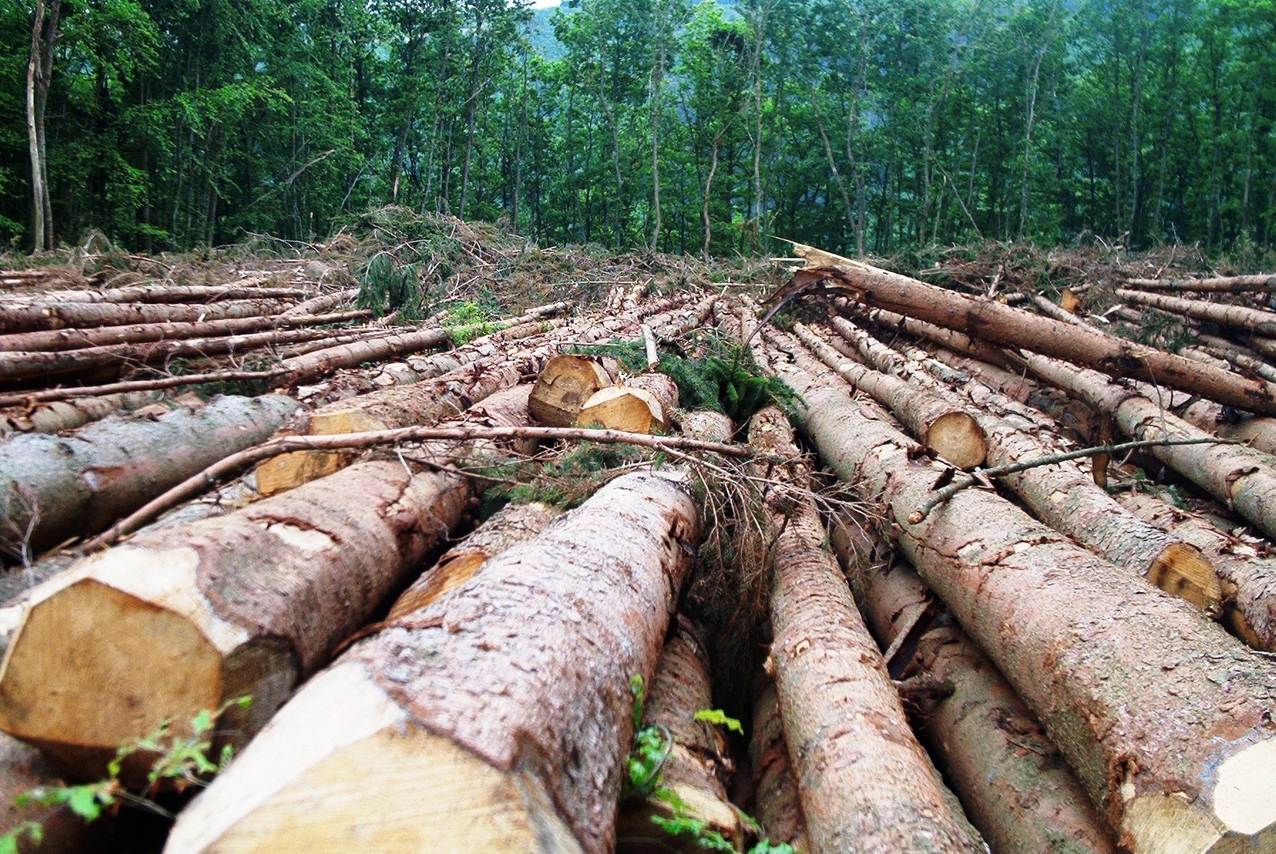 Débat sur les enjeux de l'industrie forestière dans la transformation structurelle en Afrique centrale