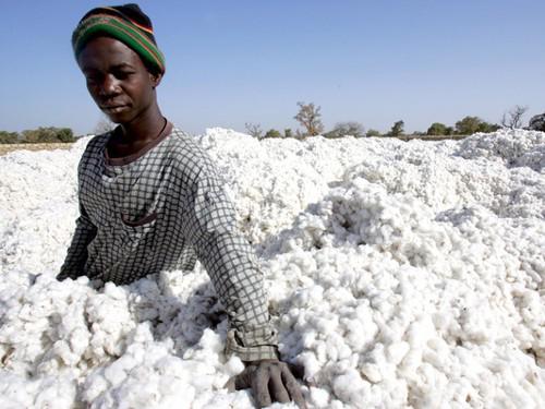 Burkina Faso : la SOFITEX conclura un accord de financement de 70 millions € avec la SFI et Société Générale