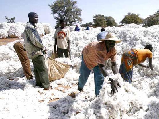 Agriculture :  La FAO indexe un certain nombre de facteurs limitant le développement du coton en Afrique