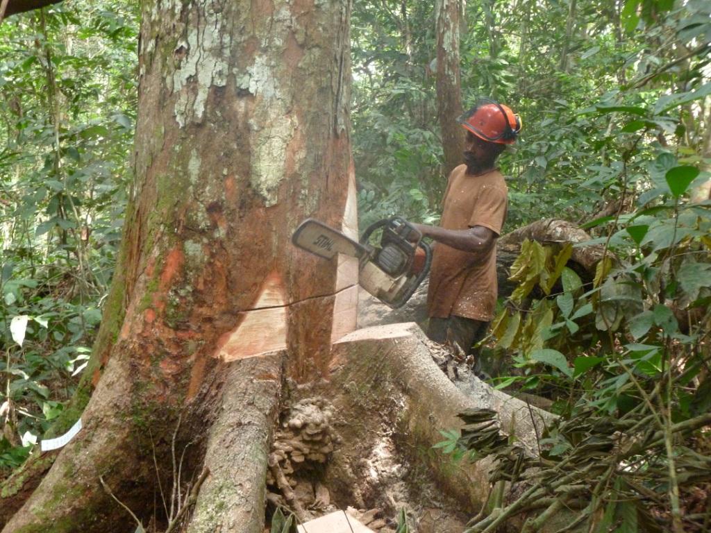 GESTION RATIONNELLE ET DURABLE DE SES FORETS : 8 MILLIARDS DE F CFA DE LA BANQUE MONDIALE POUR LE PROGEDE2