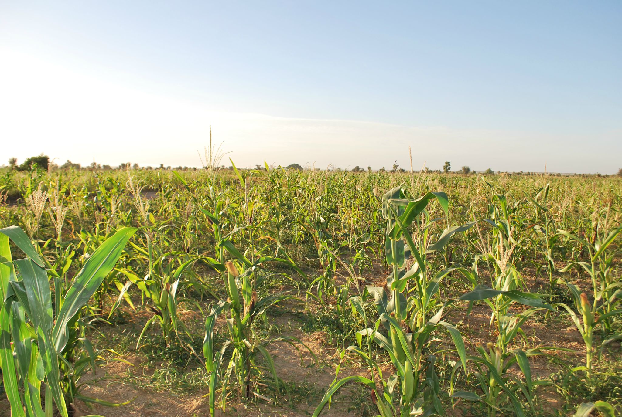 Sénégal : Une production de 25. 939 tonnes de maïs attendue du projet USAID/PCE