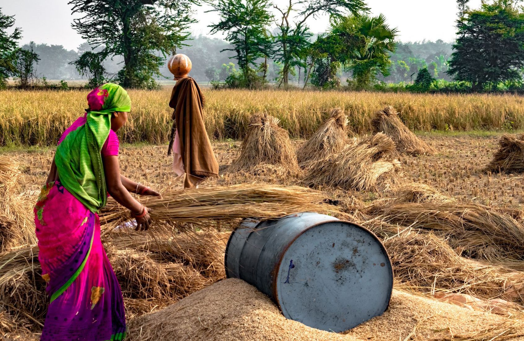 Politique agricole au sein de l’Uemoa : Les femmes veulent plus de considération pour la formation, la recherche et le financement des chaînes de valeurs