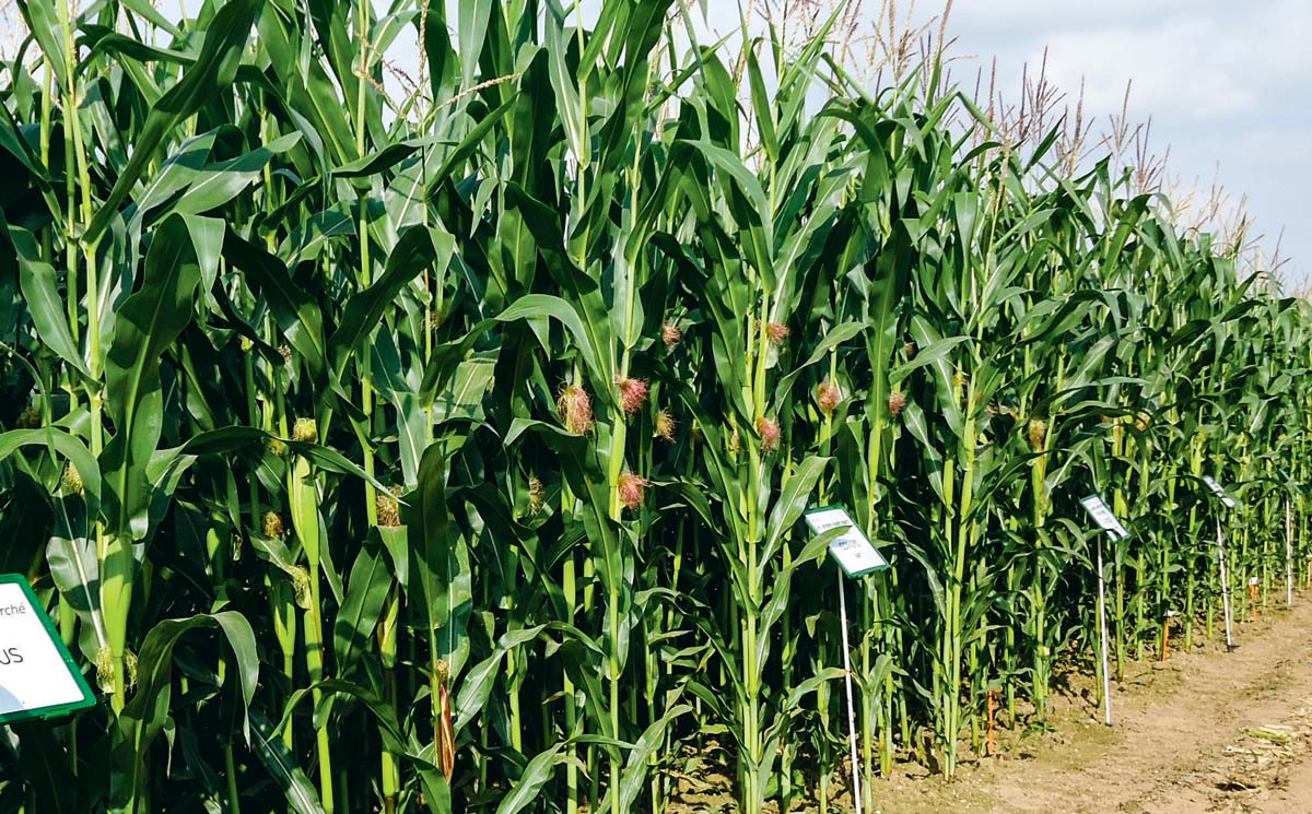 Céréales : La production de l’Uemoa estimée à 32 millions de tonnes pour la campagne agro-pastorale 2022/23