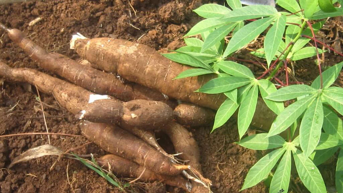 Zone Uemoa : La production de racines et tubercules estimée à 28,85 millions de tonnes en 2023
