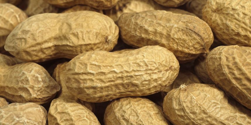 Sénégal: Campagne de commercialisation de l'arachide 2014-2015 - Les opérateurs cherchent graines à acheter à Kaolack