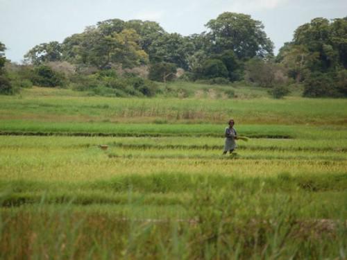 Sénégal : selon des experts l’autosuffisance rizicole passe par la formation des producteurs