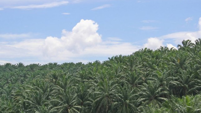 La Côte d’Ivoire initiera un ambitieux plan de développement de la filière Palmier à huile