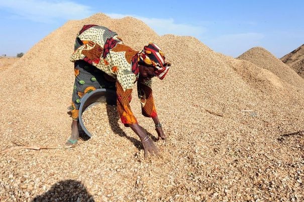 Kaolack : les acteurs préconisent des états généraux de l'arachide