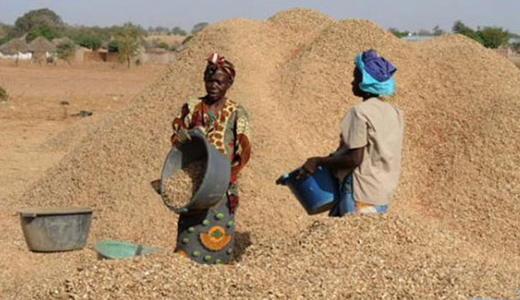 Commercialisation de l’arachide : Le prix planché du kilogramme fixé à 280 FCFA