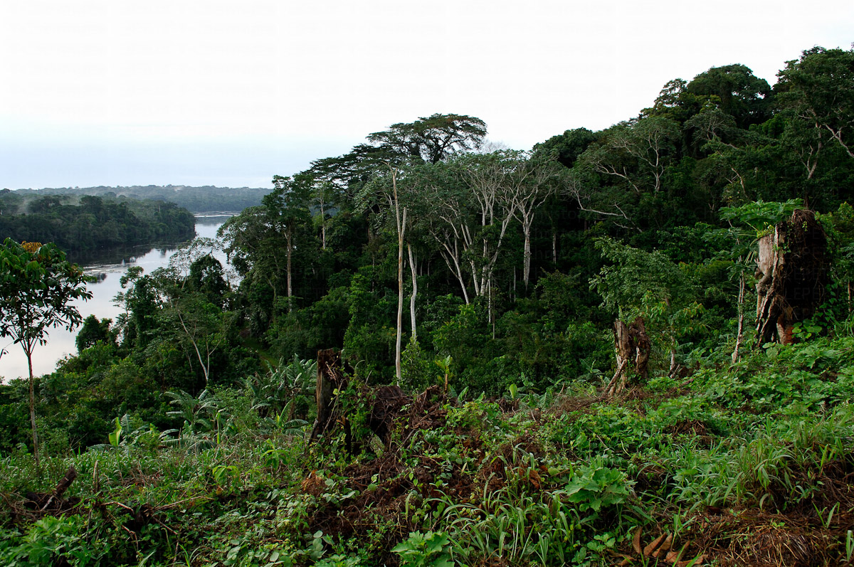 La gestion durable des forêts est cruciale pour éradiquer la pauvreté, selon l'ONU