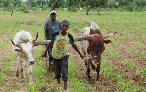 Il est plus difficile de reformer l’agriculture que la démocratie (étude)