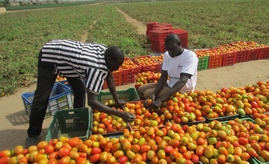 PROJET DE FERMES FAMILIALES INTÉGRÉES « NAATANGUE » : La part du lion à la région naturelle de Casamance
