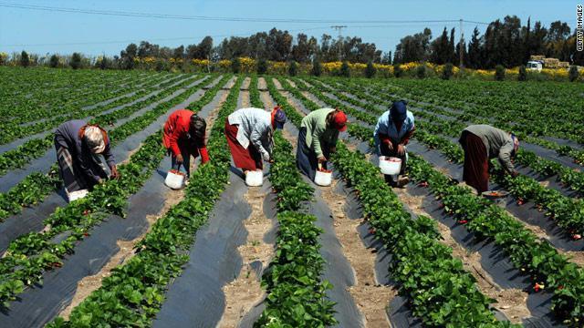 Production vivrière dans l’Uemoa : La Bceao note une hausse annuelle de 2,4% en 2023