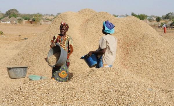Sénégal : Les produits arachidiers augmentent de 67,9 à fin mai 2015