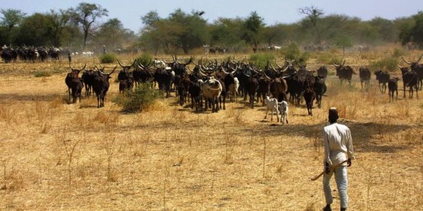 Sénégal : La première phase du Programme national de développement intégré de l’élevage financée à hauteur de 78,60 millions d’euros