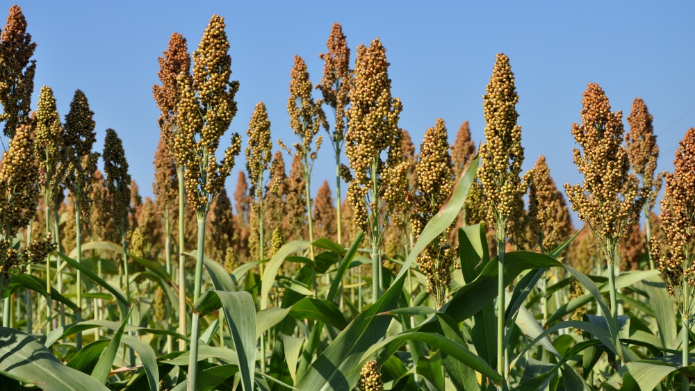 Sénégal : Le sous-secteur agricole devrait connaître une hausse de 6,6% en 2023