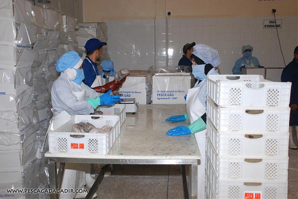 Produits de mer : Les exportations tutoient 141 milliards Produits de mer : Les exportations tutoient 141 milliards