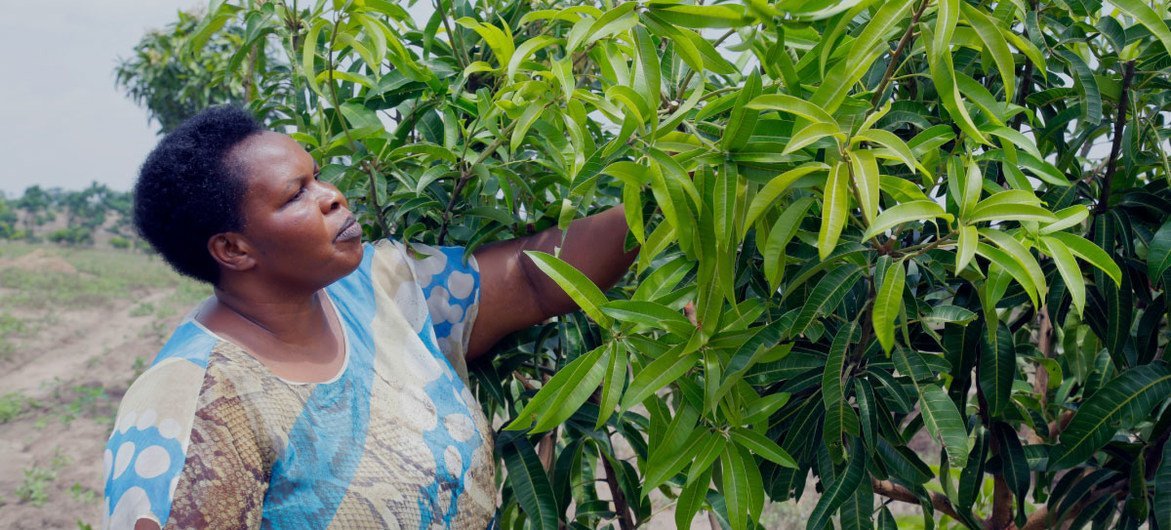 Delight Uganda Limited Julian Omalla, femme entrepreneure en Ouganda, a créé une entreprise de jus de fruits frais qui compte plus de cinq millions de clients.