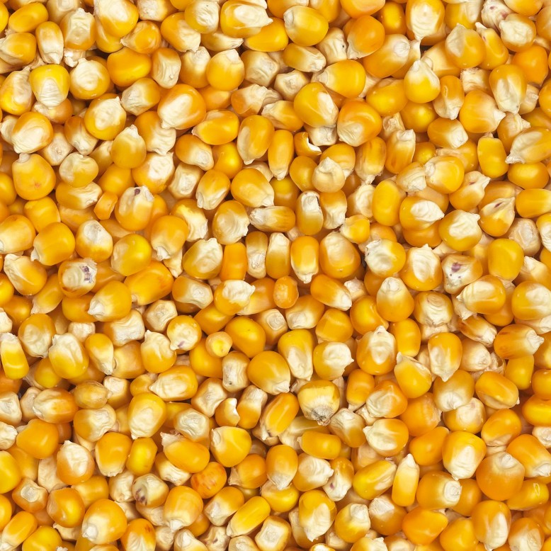 Sénégal : Hausse de 6 FCFA du kg de maïs  en février 2016
