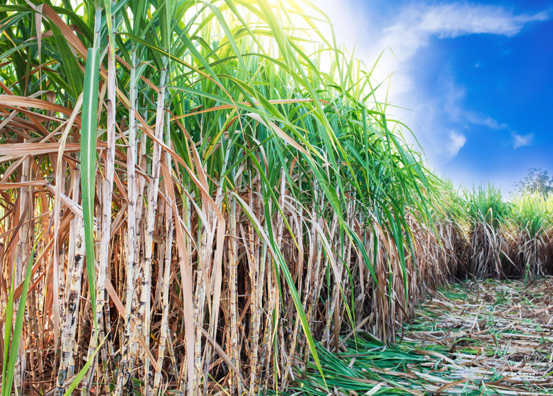 BRVM : Le titre Sucrivoire se retrouve à la tête du TOP 5 des plus fortes hausses de cours avec 7,50%.