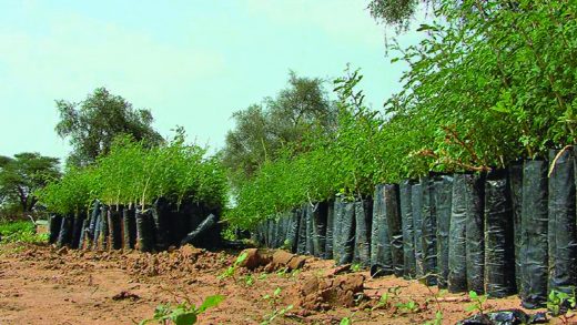 Environnement : Dakar abrite une conférence sur la grande muraille verte en mai
