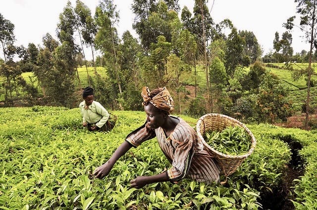 Renforcement de la souveraineté alimentaire en Afrique : Pour faire face aux tensions mondiales, la France lance Farm+