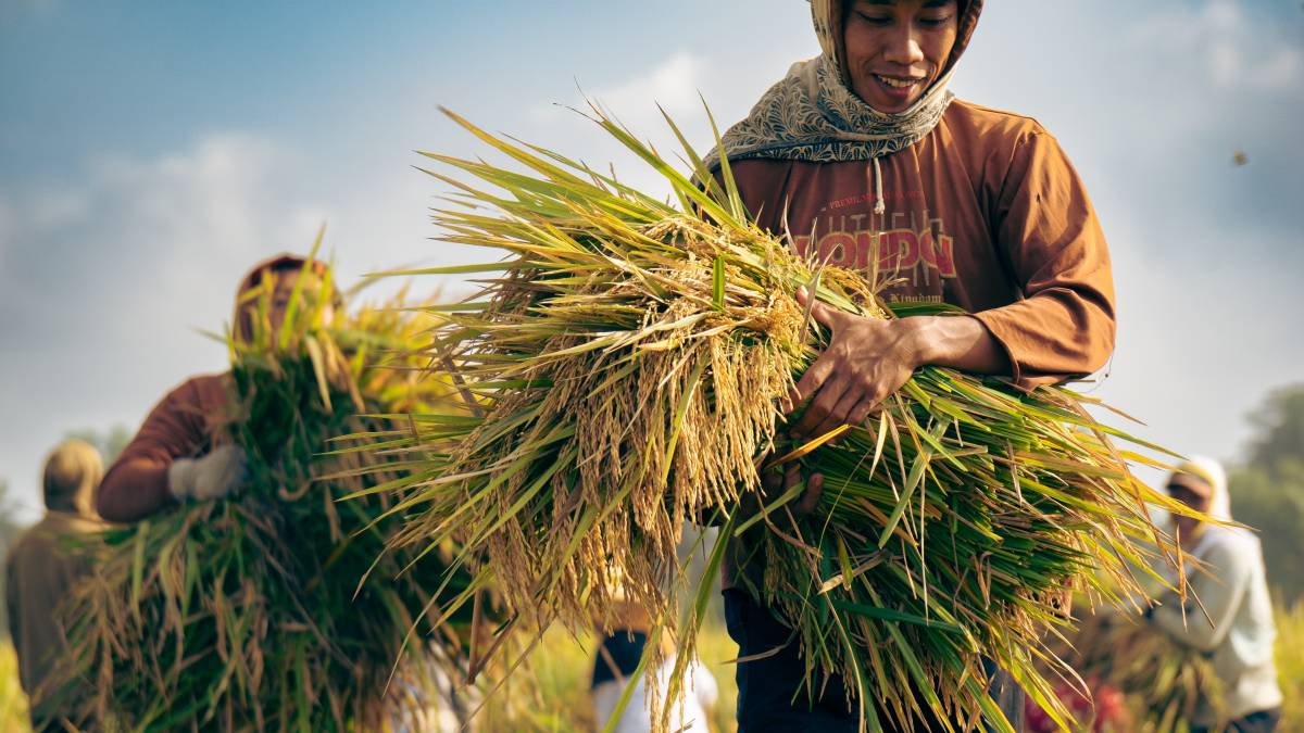 © Shutterstock/Thoha Firdaus | Des travailleurs récoltent du riz à Belitang, à Sumatra, en Indonésie