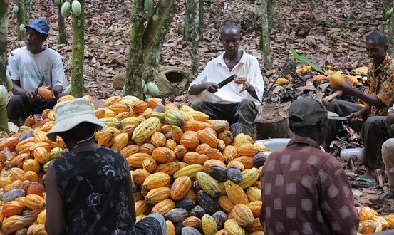 Côte d’Ivoire : Les prix du café et du cacao fixés respectivement à 1300 et 1200 FCfa par Kg