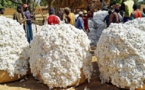 Sénégal : Baisse de 1943 tonnes de la production de coton au premier semestre 2016 Sénégal : Baisse de 1943 tonnes de la production de coton au premier semestre 2016