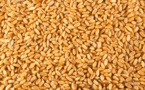 Blé : Baisse de 0,4% du prix du kg en juillet 2016
