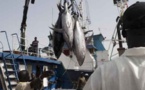 Ressources halieutiques : Le projet régional de la pêche en l’Afrique de l'Ouest pour réduire la pauvreté