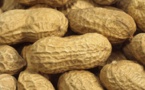 Produits arachidiers : La production chute de 38.900 tonnes au premier semestre 2016