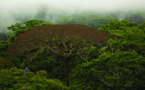 CONFERENCE DES NATIONS UNIES SUR LE CLIMAT (COP 22) : Optimisme prudent des acteurs pour la protection des forêts