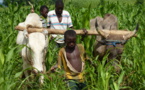 Agriculture : Les petits exploitants africains peuvent tirer leur épingle du jeu Agriculture : Les petits exploitants africains peuvent tirer leur épingle du jeu