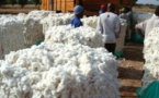 Burkina : Société générale, SFI et BNP Paribas filent le coton de SOFITEX pour 90 millions d’euros