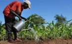 Statistiques agricoles : Une conférence s’ouvre à Dakar Statistiques agricoles : Une conférence s’ouvre à Dakar
