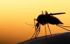 Lutte contre le paludisme : ALMA va décerner des prix d’excellence